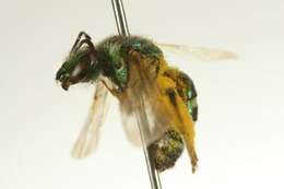 Image of Metallic Green Bees