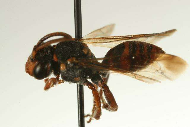 Image of Texas Nomad Bee