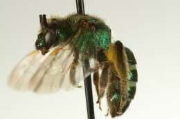 Image of Metallic Green Bees