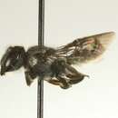 Imagem de Megachile chelostomoides Gribodo 1894