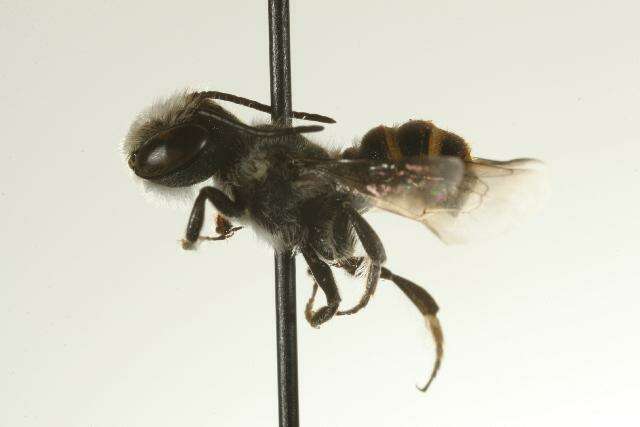 Image of Megachile chelostomoides Gribodo 1894