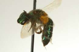 Image of Metallic Green Bees