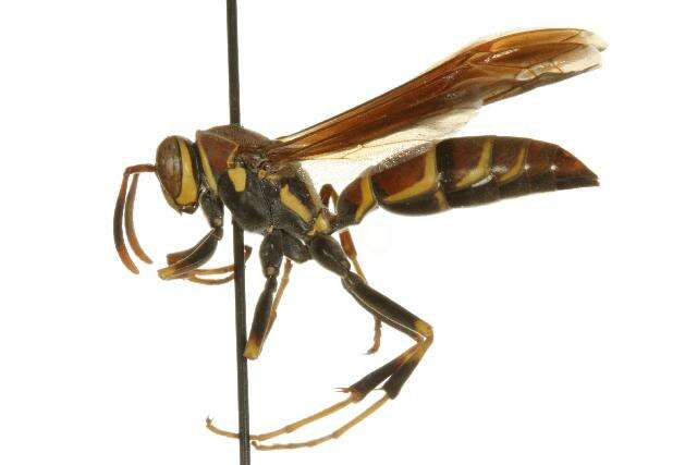 Image of Polistes instabilis de Saussure 1853