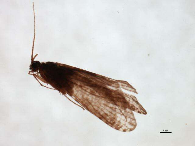 صورة Hydromanicus inferior Chantaramongkol & Malicky 1995