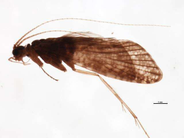 Image of Hydromanicus inferior Chantaramongkol & Malicky 1995