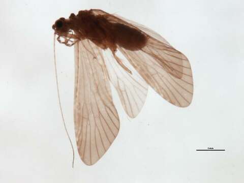 Image of Cheumatopsyche (Cheumatopsyche) criseyde Malicky & Chantaramongkol ex Malicky 1997