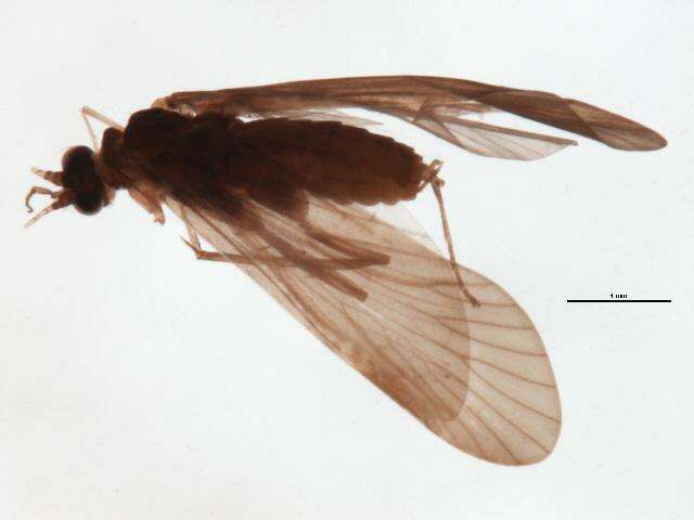 Image of Cheumatopsyche (Cheumatopsyche) criseyde Malicky & Chantaramongkol ex Malicky 1997