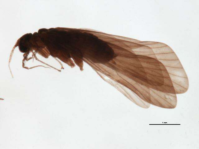 Image of Cheumatopsyche (Cheumatopsyche) criseyde Malicky & Chantaramongkol ex Malicky 1997