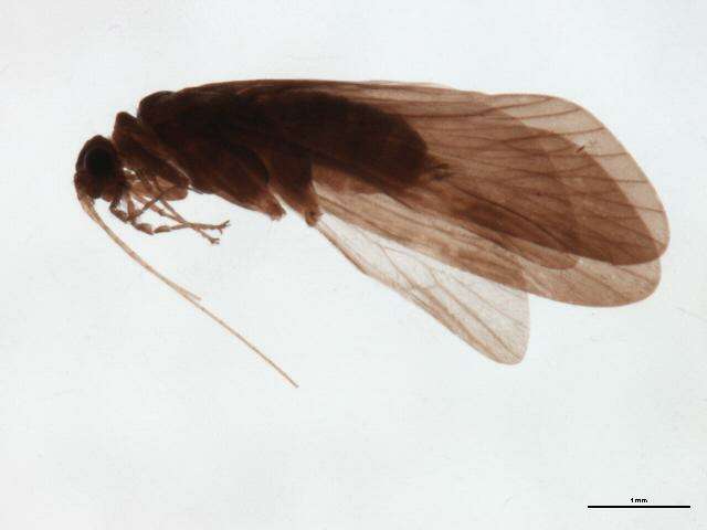 Image of Cheumatopsyche (Cheumatopsyche) criseyde Malicky & Chantaramongkol ex Malicky 1997