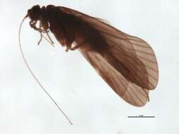 Image of Cheumatopsyche (Cheumatopsyche) criseyde Malicky & Chantaramongkol ex Malicky 1997