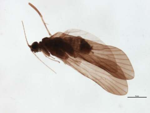 Image of Cheumatopsyche (Cheumatopsyche) criseyde Malicky & Chantaramongkol ex Malicky 1997