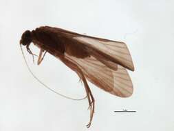 Image of Cheumatopsyche (Cheumatopsyche) criseyde Malicky & Chantaramongkol ex Malicky 1997