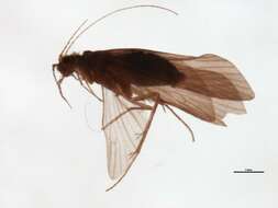 Image of Cheumatopsyche (Cheumatopsyche) carmentis Malicky & Chantaramongkol ex Malicky 1997