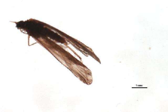 Image of Cheumatopsyche (Cheumatopsyche) carmentis Malicky & Chantaramongkol ex Malicky 1997