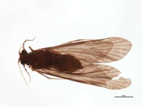 Image of Cheumatopsyche (Cheumatopsyche) carmentis Malicky & Chantaramongkol ex Malicky 1997