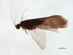 Image of Cheumatopsyche (Cheumatopsyche) carmentis Malicky & Chantaramongkol ex Malicky 1997