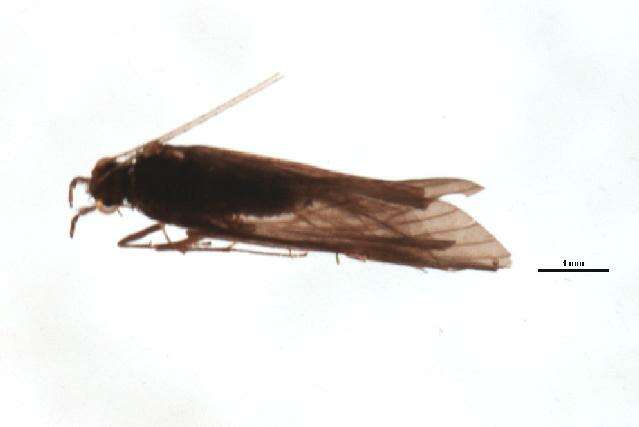 Image of Cheumatopsyche (Cheumatopsyche) carmentis Malicky & Chantaramongkol ex Malicky 1997