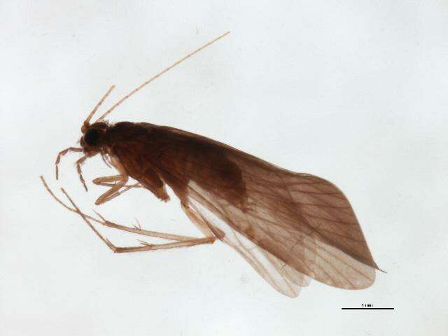 Image of Cheumatopsyche (Cheumatopsyche) carmentis Malicky & Chantaramongkol ex Malicky 1997