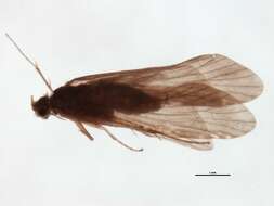 Image of Cheumatopsyche (Cheumatopsyche) carmentis Malicky & Chantaramongkol ex Malicky 1997