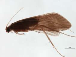 Image of Cheumatopsyche (Cheumatopsyche) carmentis Malicky & Chantaramongkol ex Malicky 1997