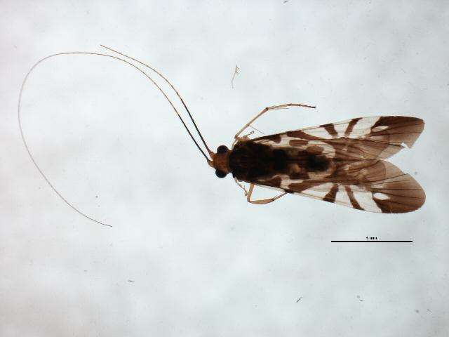 Image of Macrostemum floridum (Navas 1929)