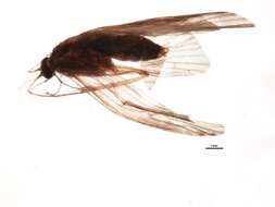 Image of Hydropsyche (Hydropsyche) tenuis Navas 1932