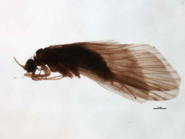 Image of Hydropsyche (Hydropsyche) tenuis Navas 1932