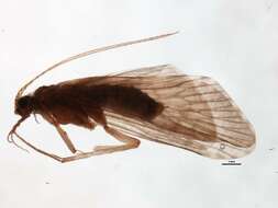 Image of Hydropsyche (Hydropsyche) tenuis Navas 1932