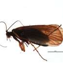 Image of Chaetopteryx fusca Brauer 1857