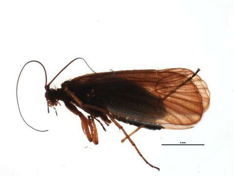 صورة Chaetopteryx fusca Brauer 1857