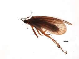 Image of Chaetopteryx fusca Brauer 1857