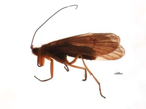 Image of Chaetopteryx fusca Brauer 1857