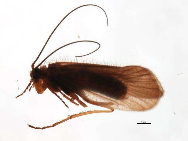 Image of Chaetopteryx fusca Brauer 1857