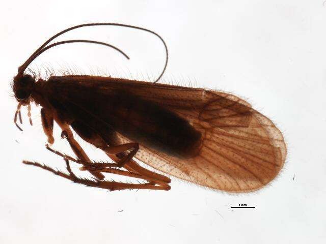 Image of Chaetopteryx fusca Brauer 1857