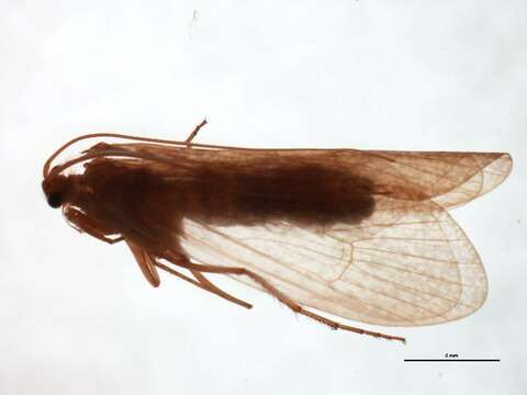 Stenophylax nycterobius (McLachlan 1875) resmi