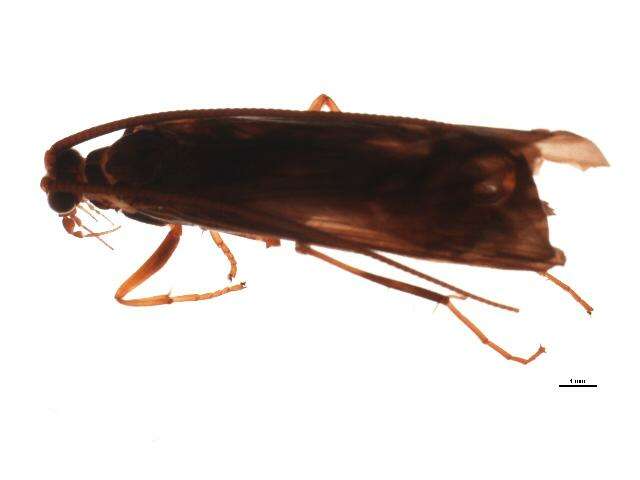Image of Annulipalpia