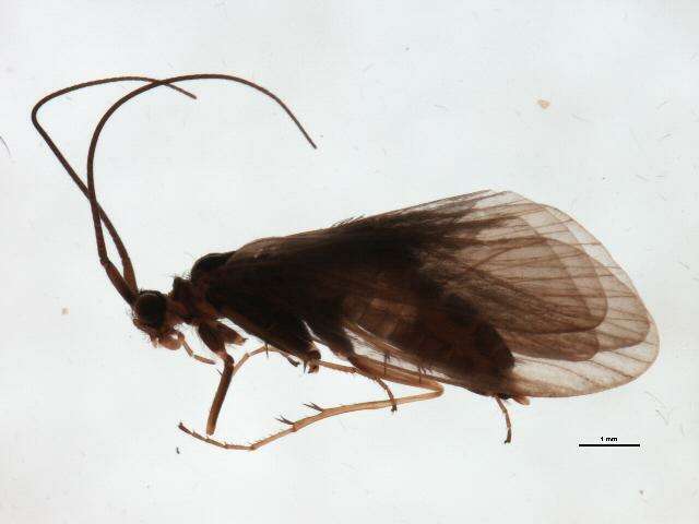 Image de Silo nigricornis (Pictet 1834)