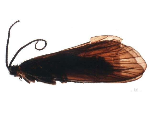 Image of Oligotricha striata (Linnaeus 1758)