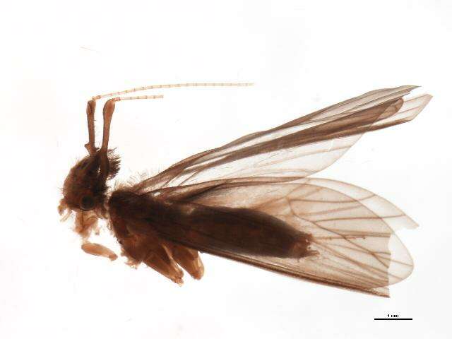 Image of <i>Lepidostoma destructum</i>