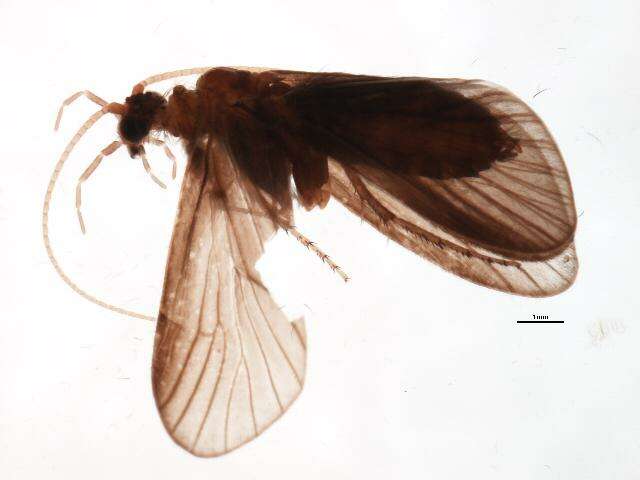 Image of Limnocentropus himalayanus Martynov 1930