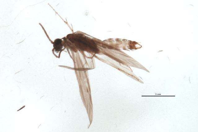 Image of Hydroptila forcipata (Eaton 1873)