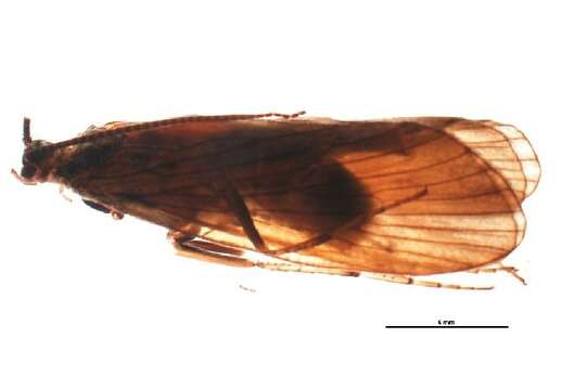 Phryganea (Phryganea) bipunctata Retzius 1783 resmi