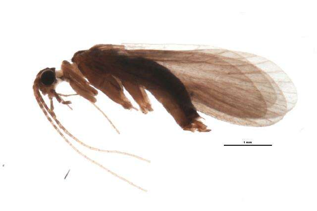 Lype reducta (Hagen 1868) resmi