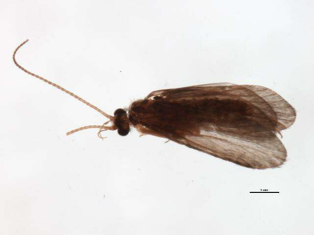 Cyrnus trimaculatus (Curtis 1834) resmi