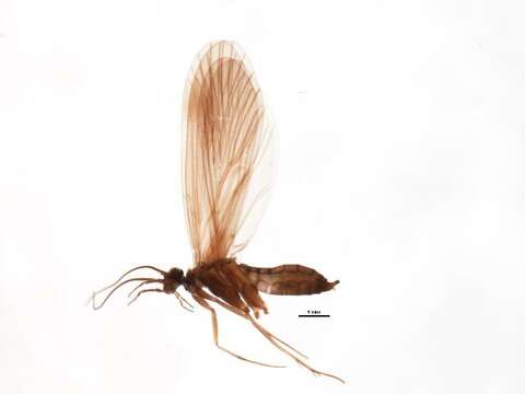 Image of Wormaldia occipitalis (Pictet 1834)