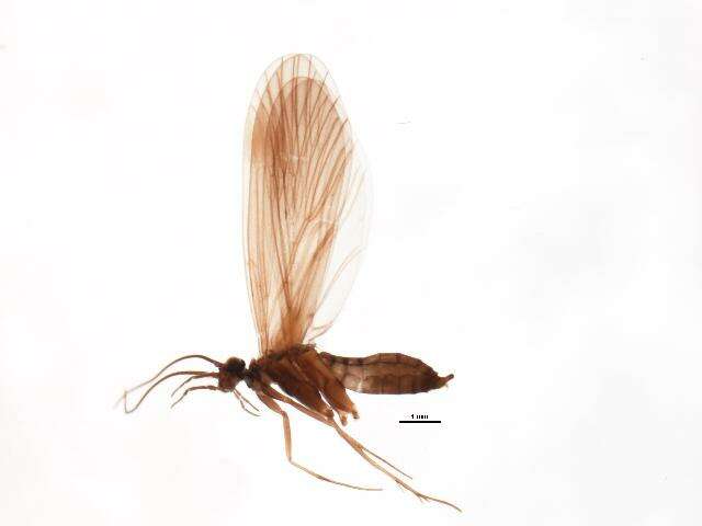 Image of Wormaldia occipitalis (Pictet 1834)