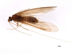 Image of Triplectides indicus (Walker 1852)