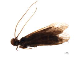 Image of Sericostoma galeatum Rambur 1842