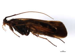 Limnephilus auricula Curtis 1834 resmi