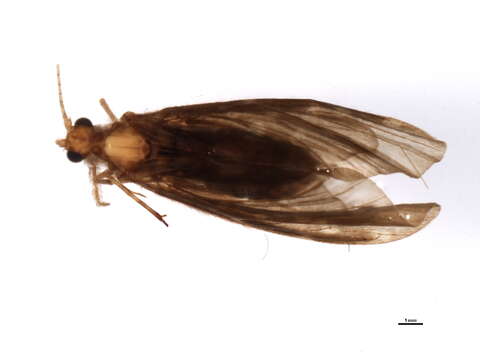 Image of Calamoceratidae